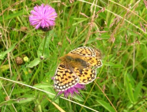 Topic – Ecovillage Findhorn: Nature, Ecology and Biodiversity