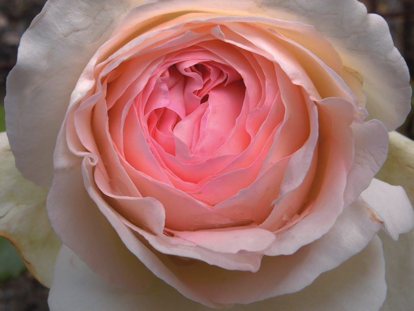 Rose ©Ariana Sjan Bjman