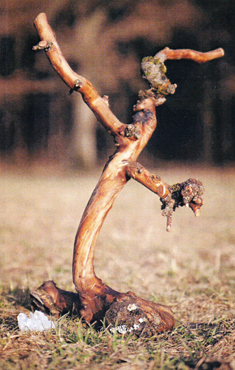 I am a Peace of Nature cropped photo Roland Altmann