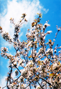 Cherry blossoms photo Anniese Giuntini Worth