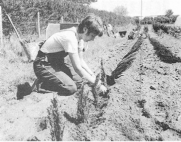 Planting in Cullerne garden